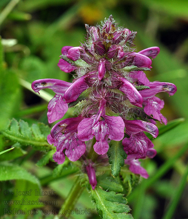 Whorled lousewort Kransbladet Troldurt Kiehkurakuusio Pedicularis verticillata