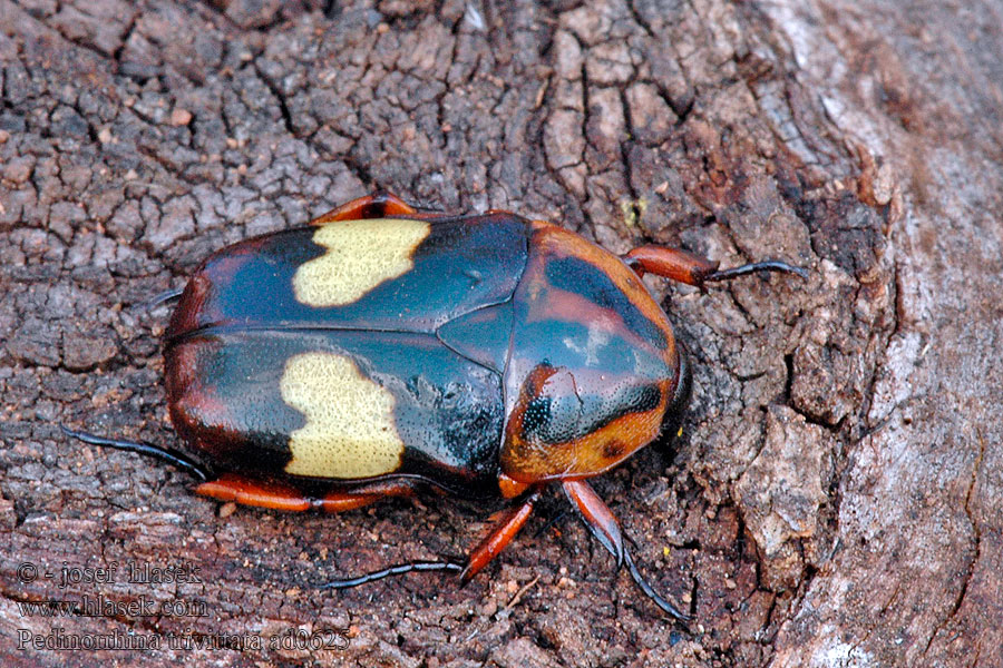 Pedinorrhina trivittata