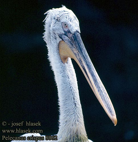 Pelecanus crispus Dalmatian Pelican Pelikán kadeřavý Krøltoppet Pelikan Kroeskoppelikaan Kiharapelikaani Pellicano riccio Krøllpelikan Krushuvad pelikan Pelecanus crispus 卷羽鵜鶘 Кудрявый пелекан ニシハイイロペリカン البجعة الكدراء Αργυροπελεκάνος Кучерявий пелікан Tepeli pelikan שקנאי מסולסל Pelikán kučeravý Kodrasti pelikan Kudravi nesit