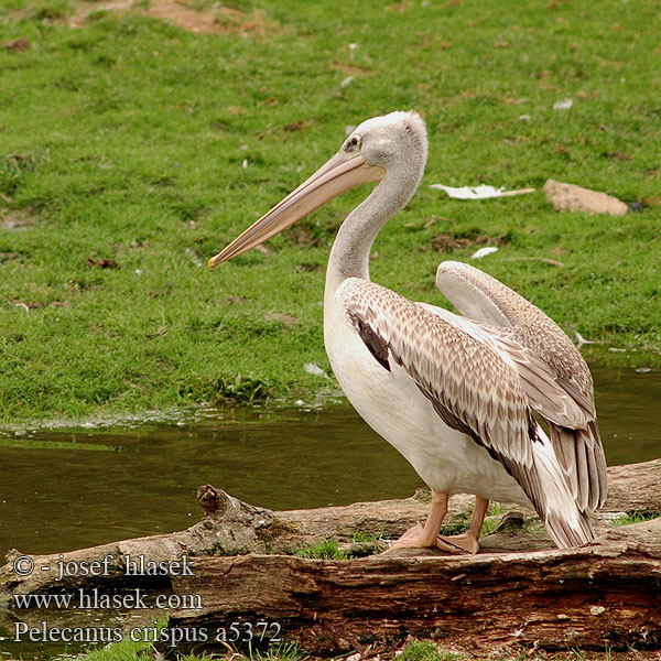 Pelecanus crispus a5372