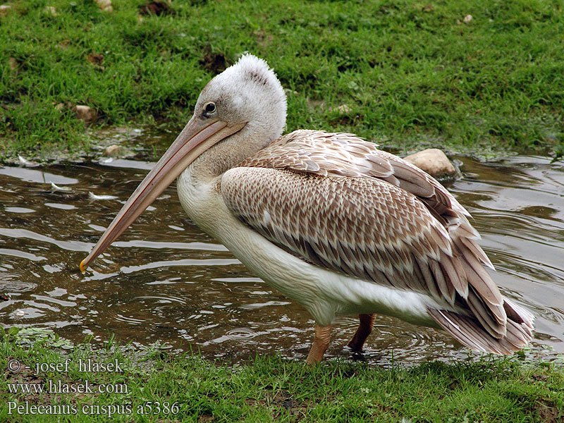 Pelecanus crispus a5386