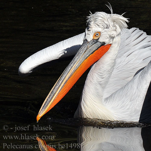 Pelecanus crispus be1498