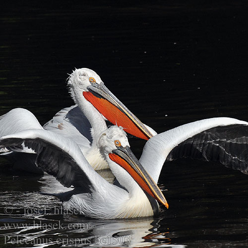 שקנאי מסולסל Pelikán kučeravý Kodrasti pelikan Kudravi nesit Pelecanus crispus Dalmatian Pelican Pelikán kadeřavý Krøltoppet Pelikan Kroeskoppelikaan Kiharapelikaani Pellicano riccio Krøllpelikan Krushuvad pelikan 卷羽鵜鶘 Кудрявый пелекан ニシハイイロペリカン البجعة الكدراء Αργυροπελεκάνος Кучерявий пелікан Tepeli pelikan