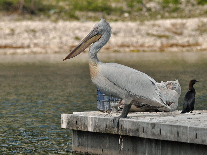 Pelikán kadeřavý Pelecanus crispus