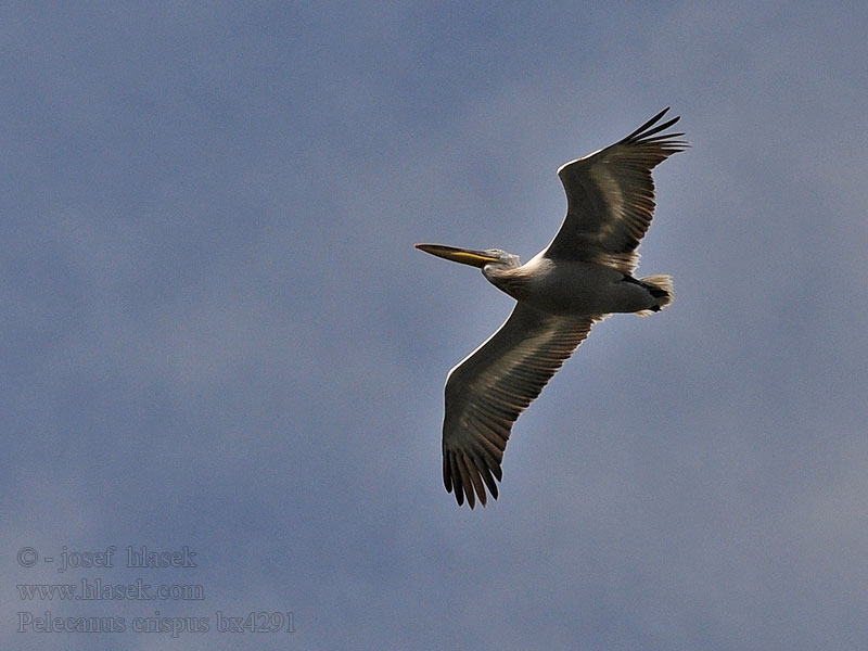 Pelecanus crispus