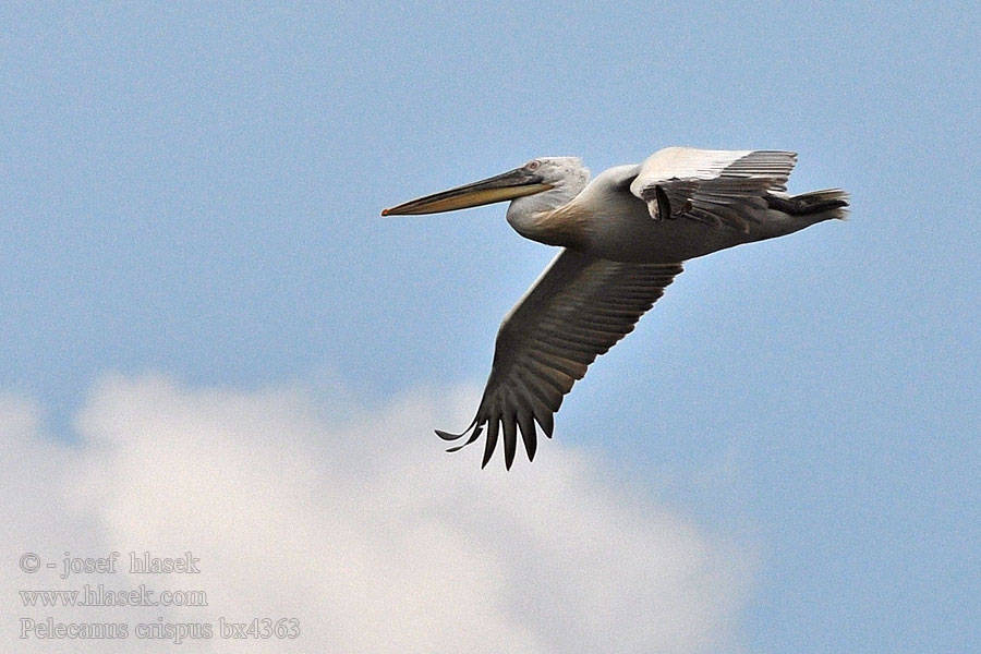 Pelecanus crispus