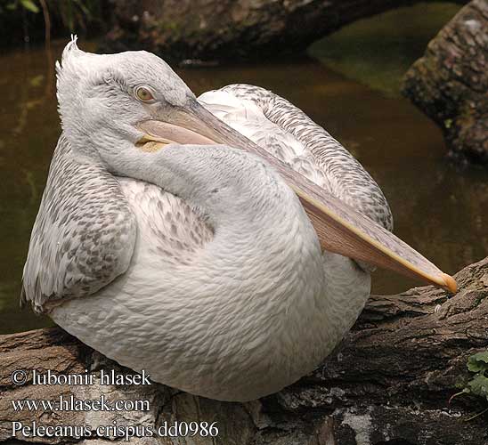 Pelecanus crispus dd0986