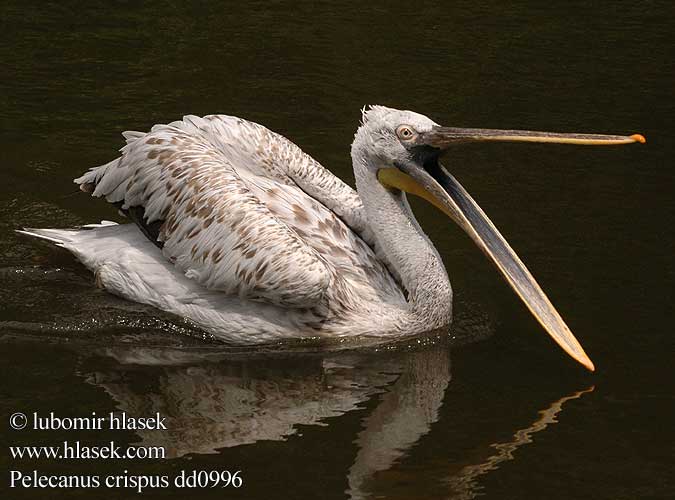 Pellicano riccio Krøllpelikan Krushuvad pelikan Pelecanus crispus 卷羽鵜鶘 Кудрявый пелекан ニシハイイロペリカン البجعة الكدراء Αργυροπελεκάνος Кучерявий пелікан Tepeli pelikan שקנאי מסולסל Pelikán kučeravý Kodrasti pelikan Kudravi nesit Pelecanus crispus Dalmatian Pelican Pelikán kadeřavý Krøltoppet Pelikan Kroeskoppelikaan Kiharapelikaani