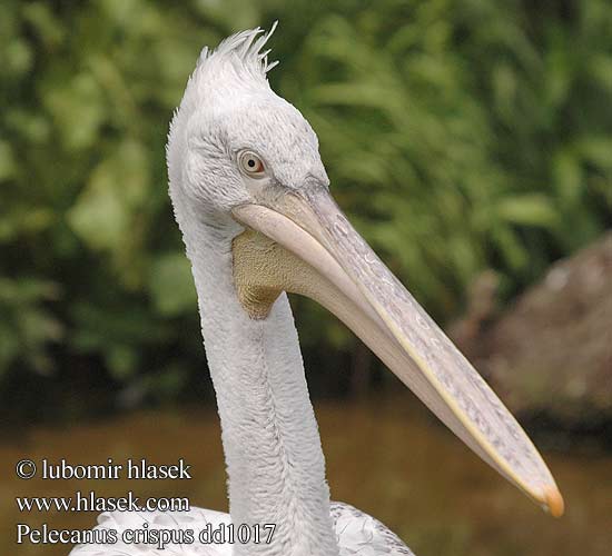 Pelecanus crispus dd1017