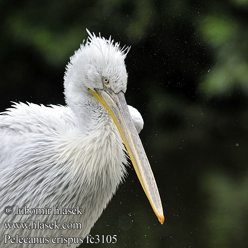 Dalmatian Pelican Pelecanus crispus Pelikán kadeřavý Krøltoppet Pelikan Kroeskoppelikaan Kiharapelikaani Pellicano riccio Krøllpelikan Krushuvad pelikan 卷羽鵜鶘 Кудрявый пелекан ニシハイイロペリカン البجعة الكدراء Αργυροπελεκάνος Кучерявий пелікан Tepeli pelikan שקנאי מסולסל Pelikán kučeravý Kodrasti pelikan Kudravi nesit