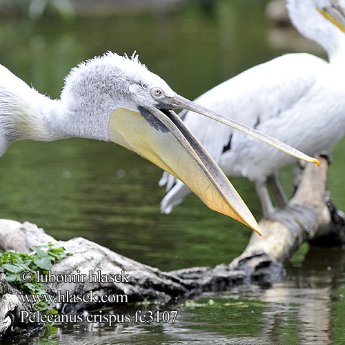 Pelecanus crispus fc3107