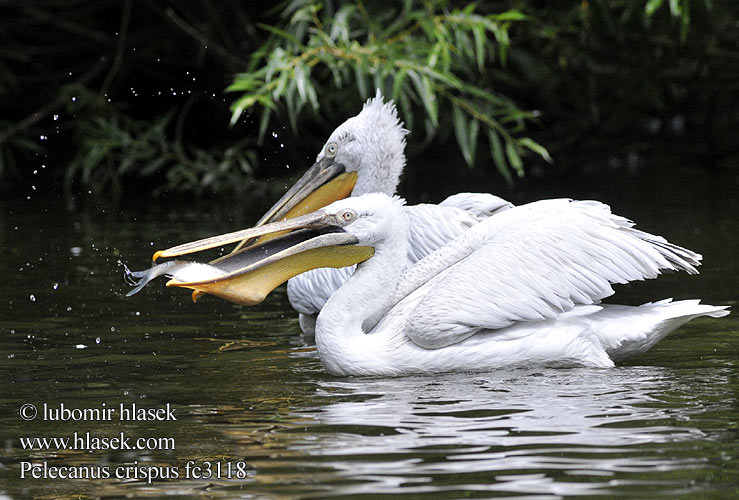 Pelecanus crispus fc3118