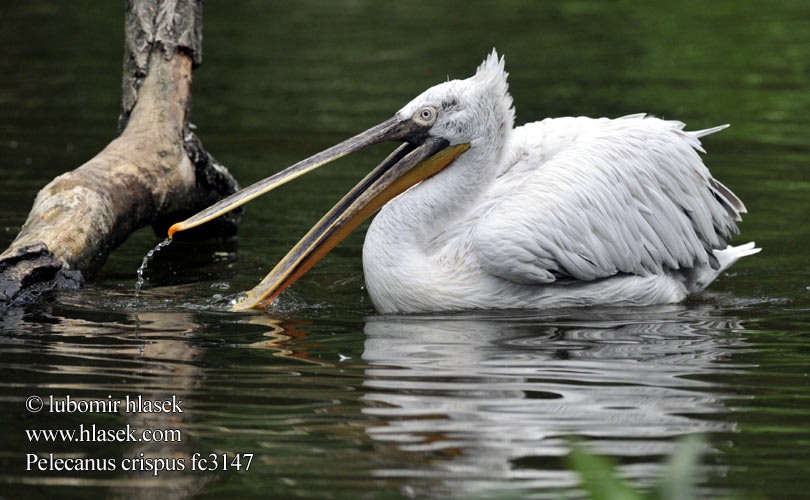 Pelecanus crispus fc3147