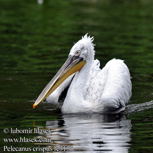 Pelecanus crispus fc3153