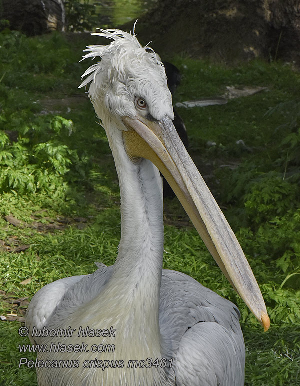 Pelecanus crispus