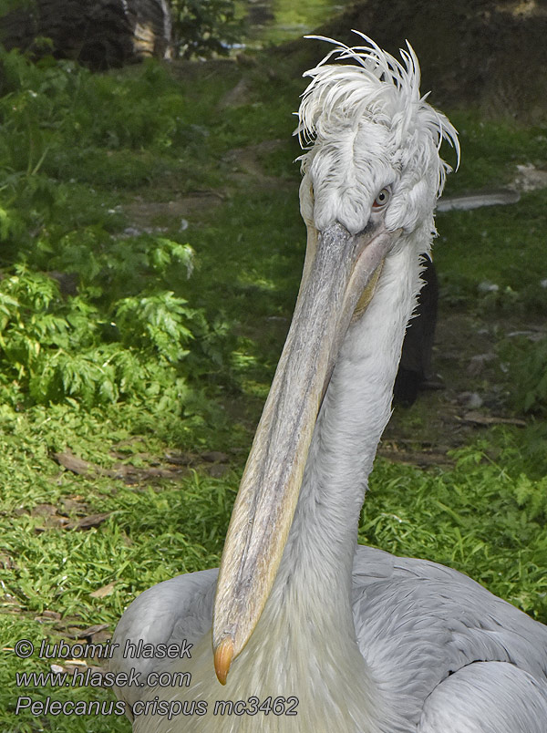 Pelecanus crispus