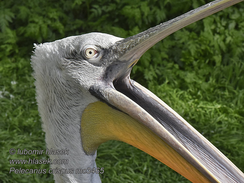 Kudravi nesit Pelecanus crispus