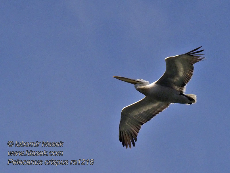 Kodrasti pelikan Kudravi nesit Pelecanus crispus