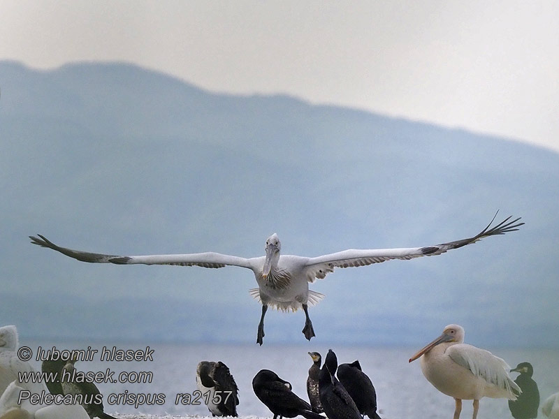 Pelikán kučeravý Kodrasti pelikan Kudravi nesit Pelecanus crispus