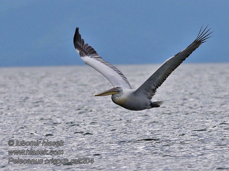 שקנאי מסולסל Pelecanus crispus