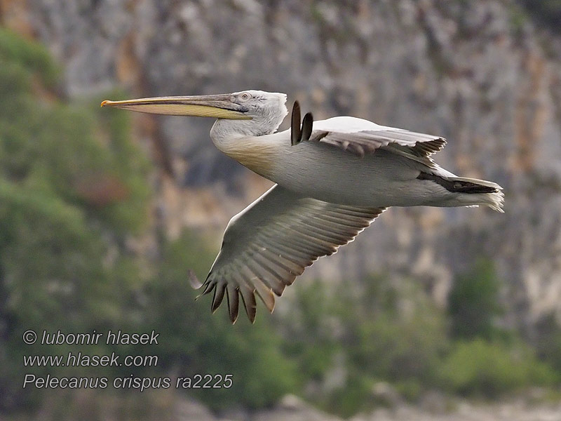 Tepeli pelikan Pelecanus crispus