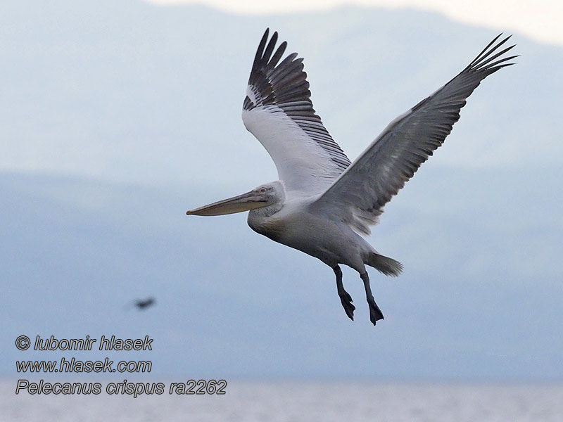 Кучерявий пелікан Pelecanus crispus