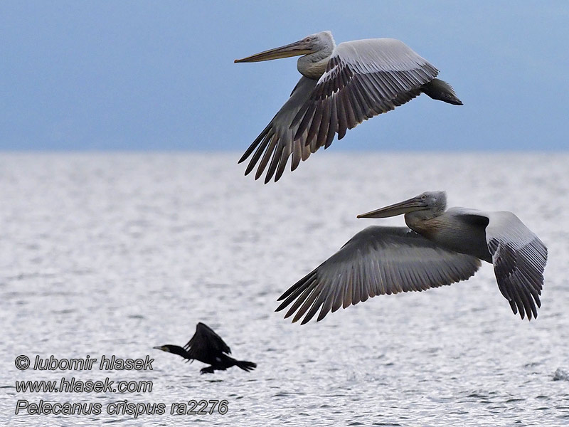 Αργυροπελεκάνος Pelecanus crispus