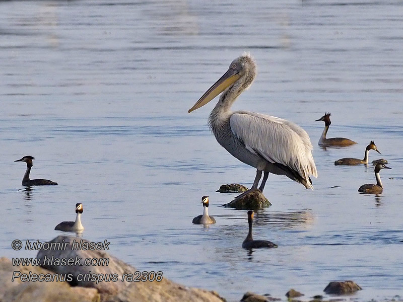 البجعة الكدراء Pelecanus crispus