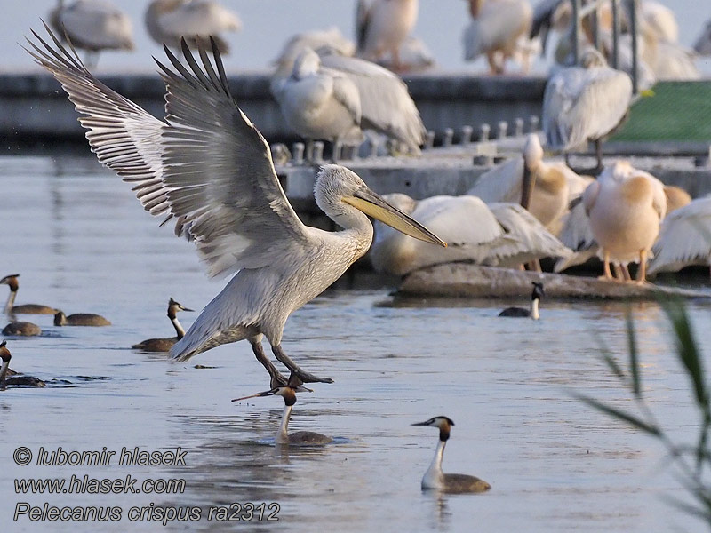 ニシハイイロペリカン Pelecanus crispus