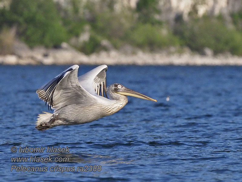 卷羽鵜鶘 Кудрявый пелекан Pelecanus crispus