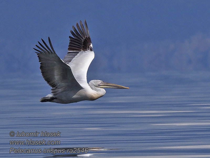 Pellicano riccio Pelecanus crispus