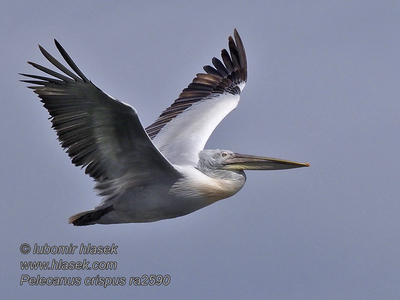 Kroeskoppelikaan Kiharapelikaani Pelecanus crispus