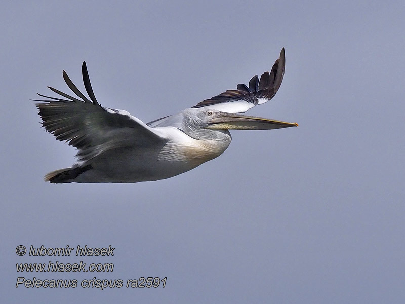 Krøltoppet Pelikan Pelecanus crispus