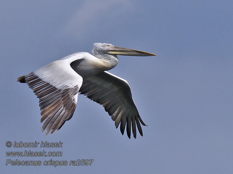 Pelikán kadeřavý Pelecanus crispus