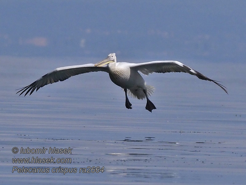 Dalmatian Pelican Pelecanus crispus