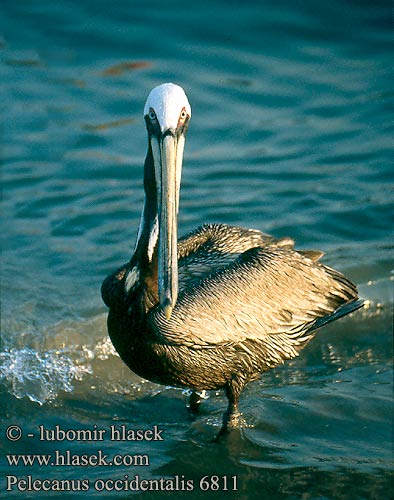 Pelecanus occidentalis Brown Pelican Pélican brun Pelícano pardo Braunpelikan Pelikán hnědý Пеликан бурый Pelikan brunatny Tengeri pelikán 