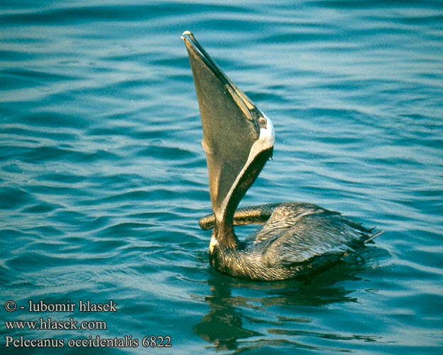 Pélican brun Pelícano pardo Braunpelikan Pelikán hnědý Пеликан бурый Pelikan brunatny Tengeri pelikán Pelecanus occidentalis Brown Pelican