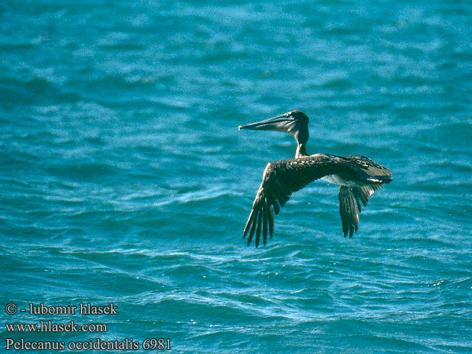 Pelecanus occidentalis 6981