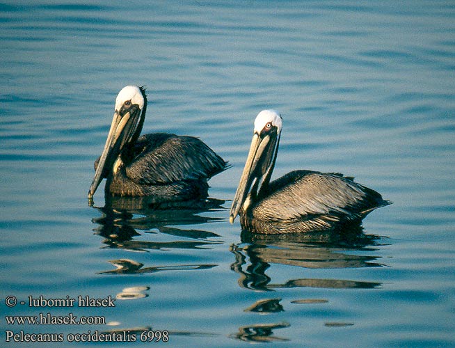 Tengeri pelikán Pelecanus occidentalis Brown Pelican Pélican brun Pelícano pardo Braunpelikan Pelikán hnědý Пеликан бурый Pelikan brunatny