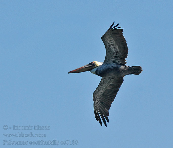 Pelecanus occidentalis