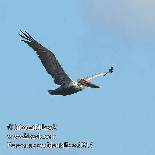 Pelecanus occidentalis ec0213