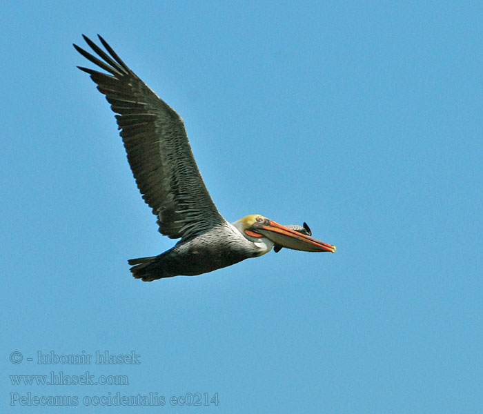 Pelecanus occidentalis