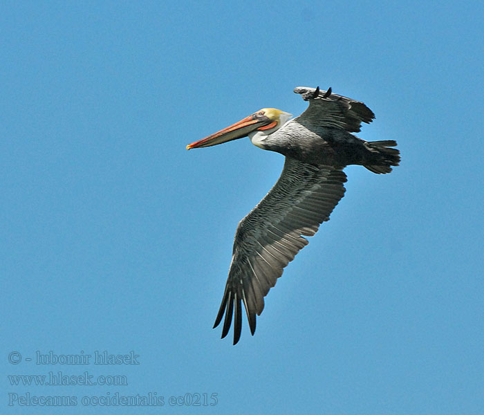 Pelecanus occidentalis