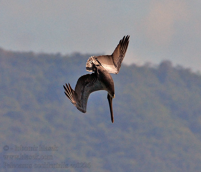 Pelecanus occidentalis