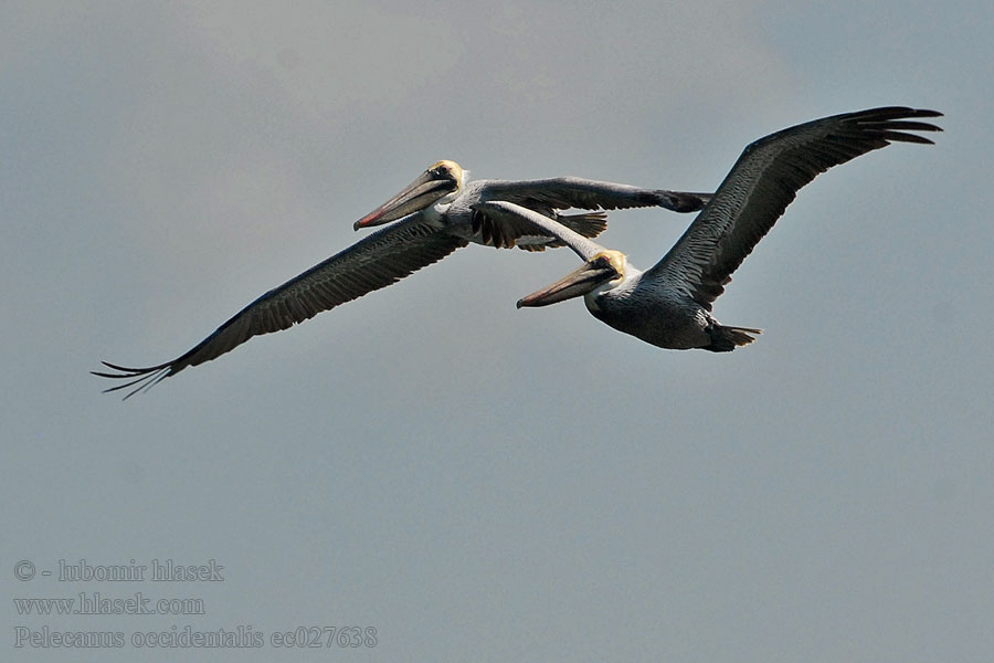 Pelecanus occidentalis