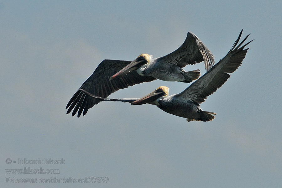 Pelecanus occidentalis