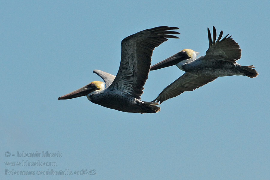 Pelecanus occidentalis