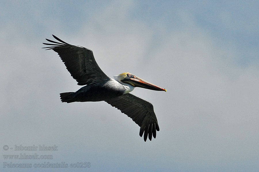 Pelecanus occidentalis