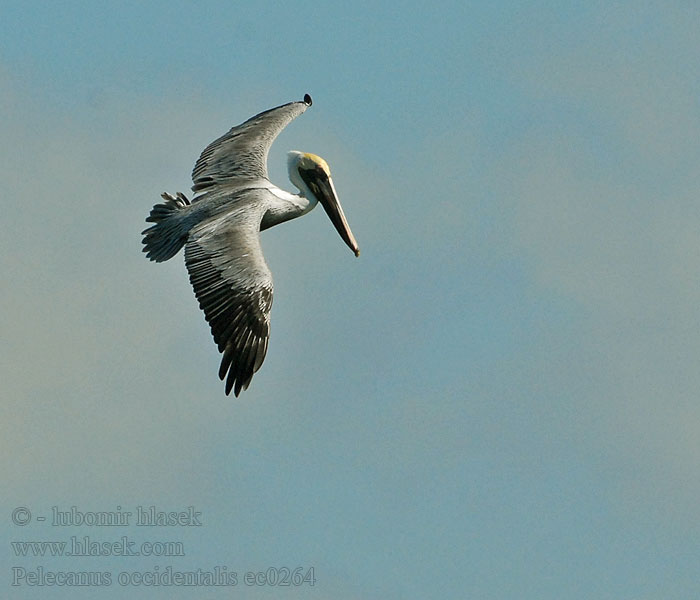 Pelecanus occidentalis