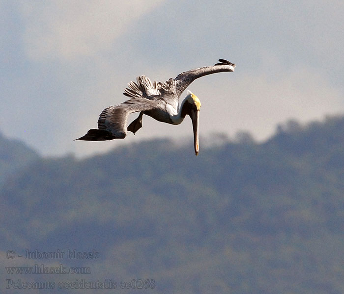 Pelecanus occidentalis